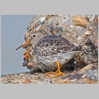 2020 1st Derrick Stow - purple sandpiper